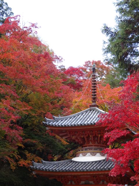 紅葉