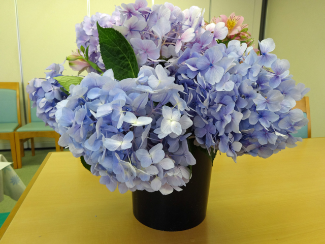 紫陽花