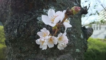 散歩